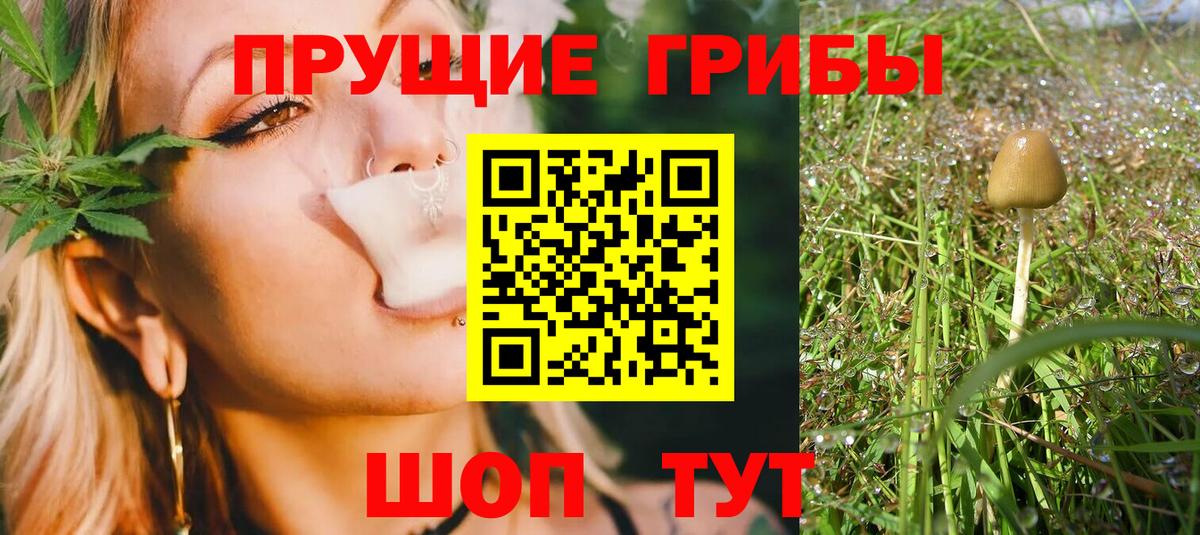 Псилоцибиновые грибы Cubensis Ковров